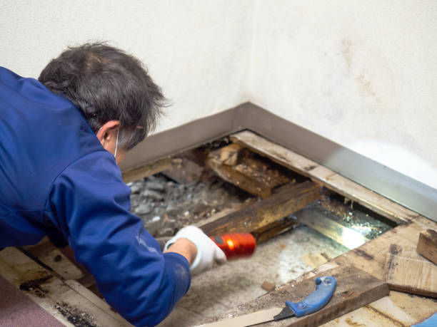 Best Commercial Mold Remediation in Iron Mountain, MI