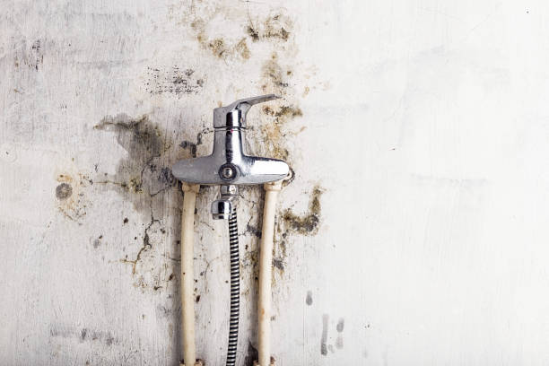 Best White Mold Remediation in Iron Mountain, MI