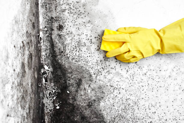 Best Localized Mold Remediation (e.g., coastal areas, humid climates) in Iron Mountain, MI