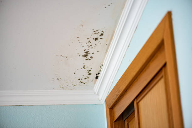 Best Black Mold Remediation in Iron Mountain, MI