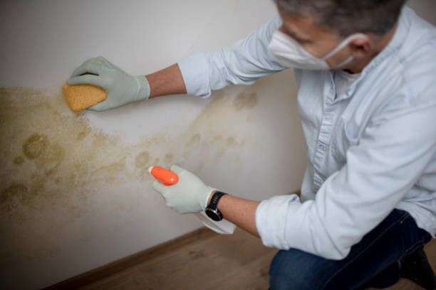 Best Mold Remediation for Specific Building Types in Iron Mountain, MI