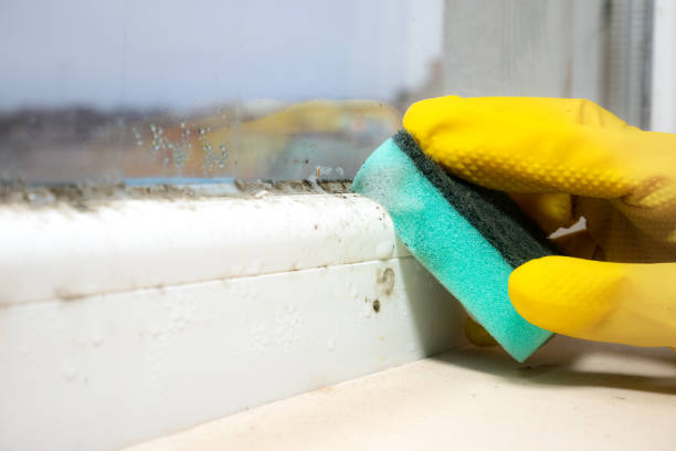 Best Basement Mold Remediation in Iron Mountain, MI