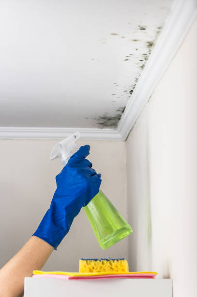 Best Residential Mold Remediation in Iron Mountain, MI